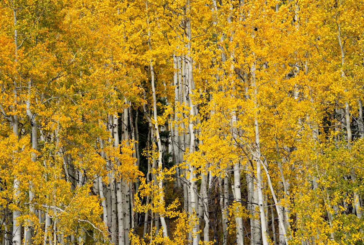 Fall foliage is popping in Colorado right now. | Photo by Nick Morris