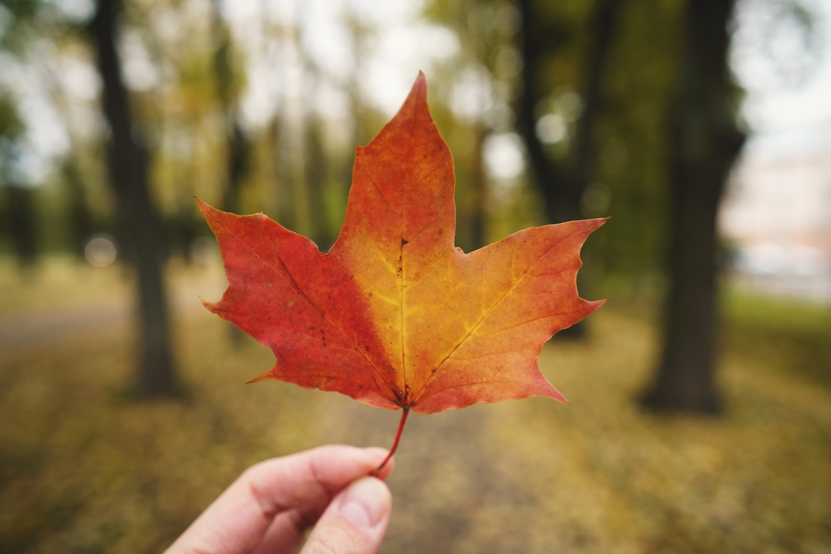POV man hand hold orange maple leaf while walking in alley
fall stock