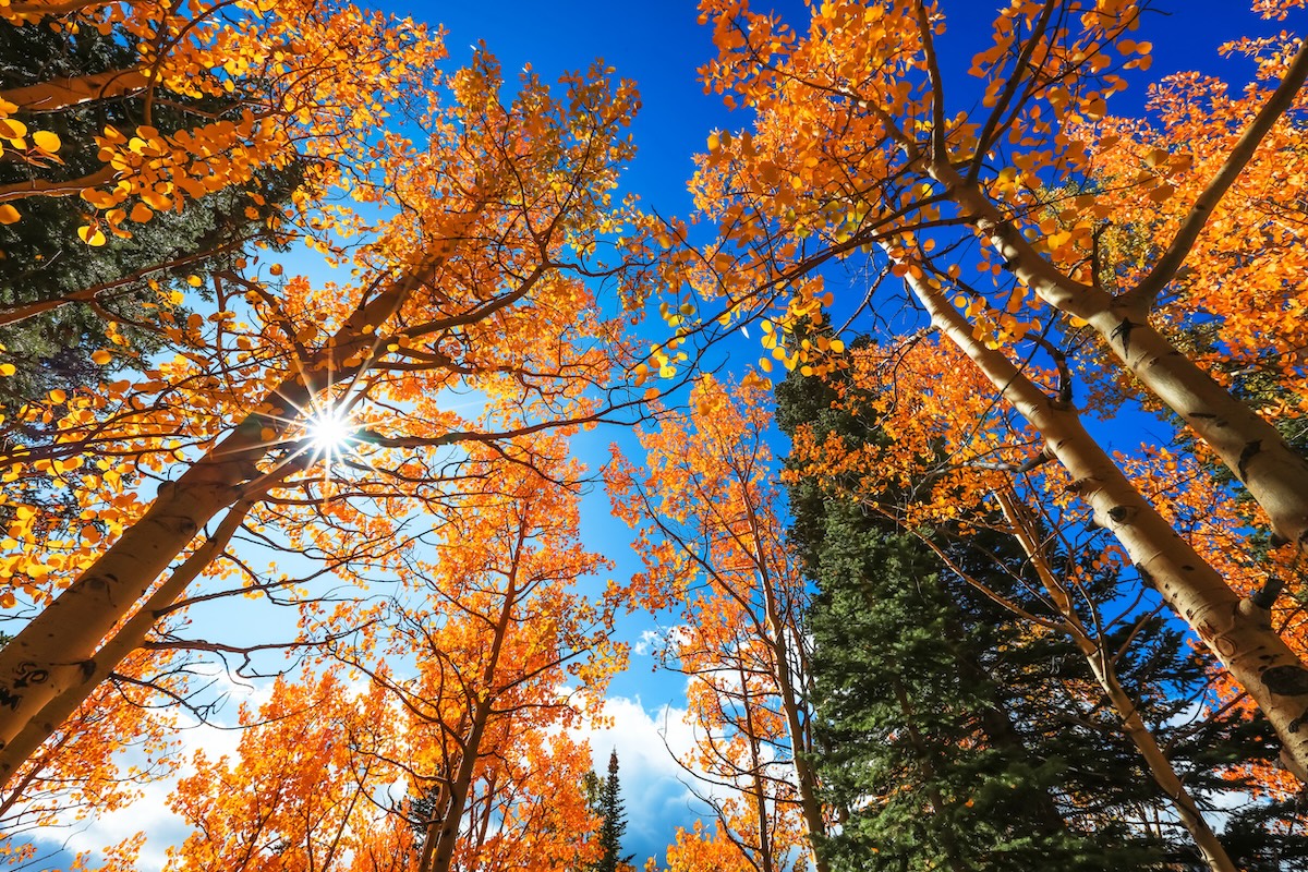 Tall Aspen trees and sun flare in autumn time