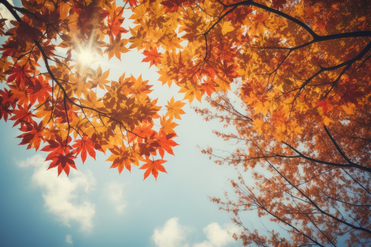 Autumn-Themed Background A Picturesque Seasonal Setting Generative AI
stock
