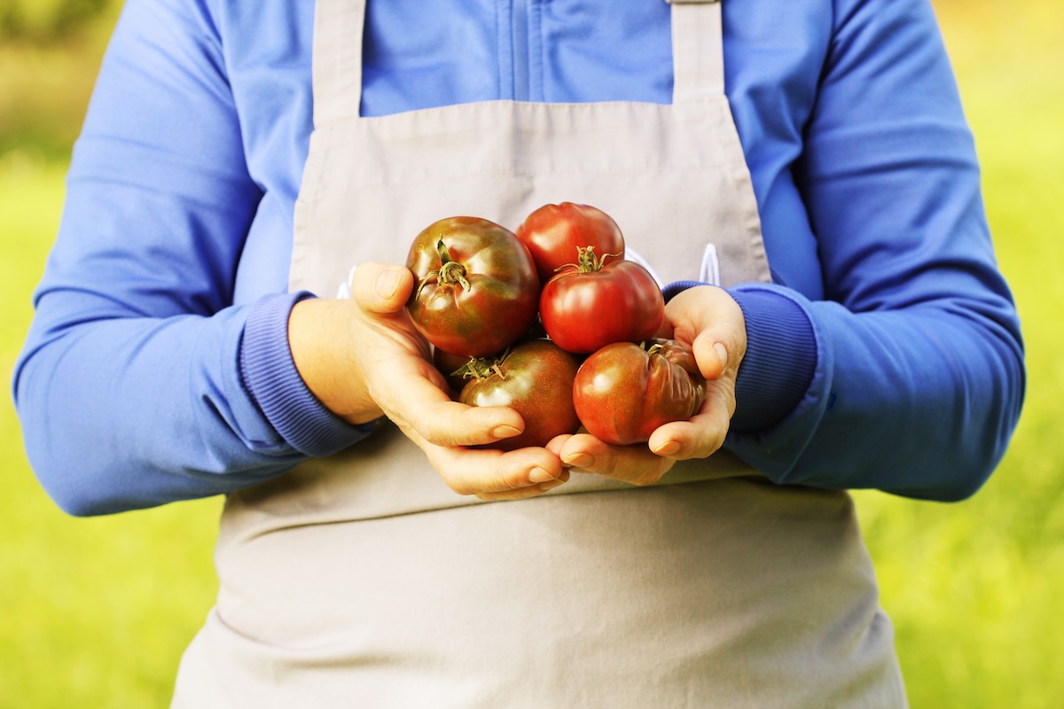 chef holding heirloom tomatoes stock image