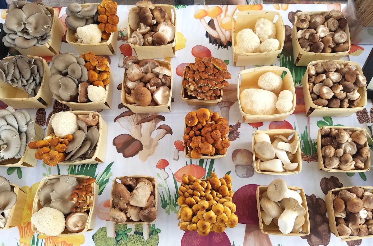Mile Hight Fungi table spread. | Photo by Linnea Covington