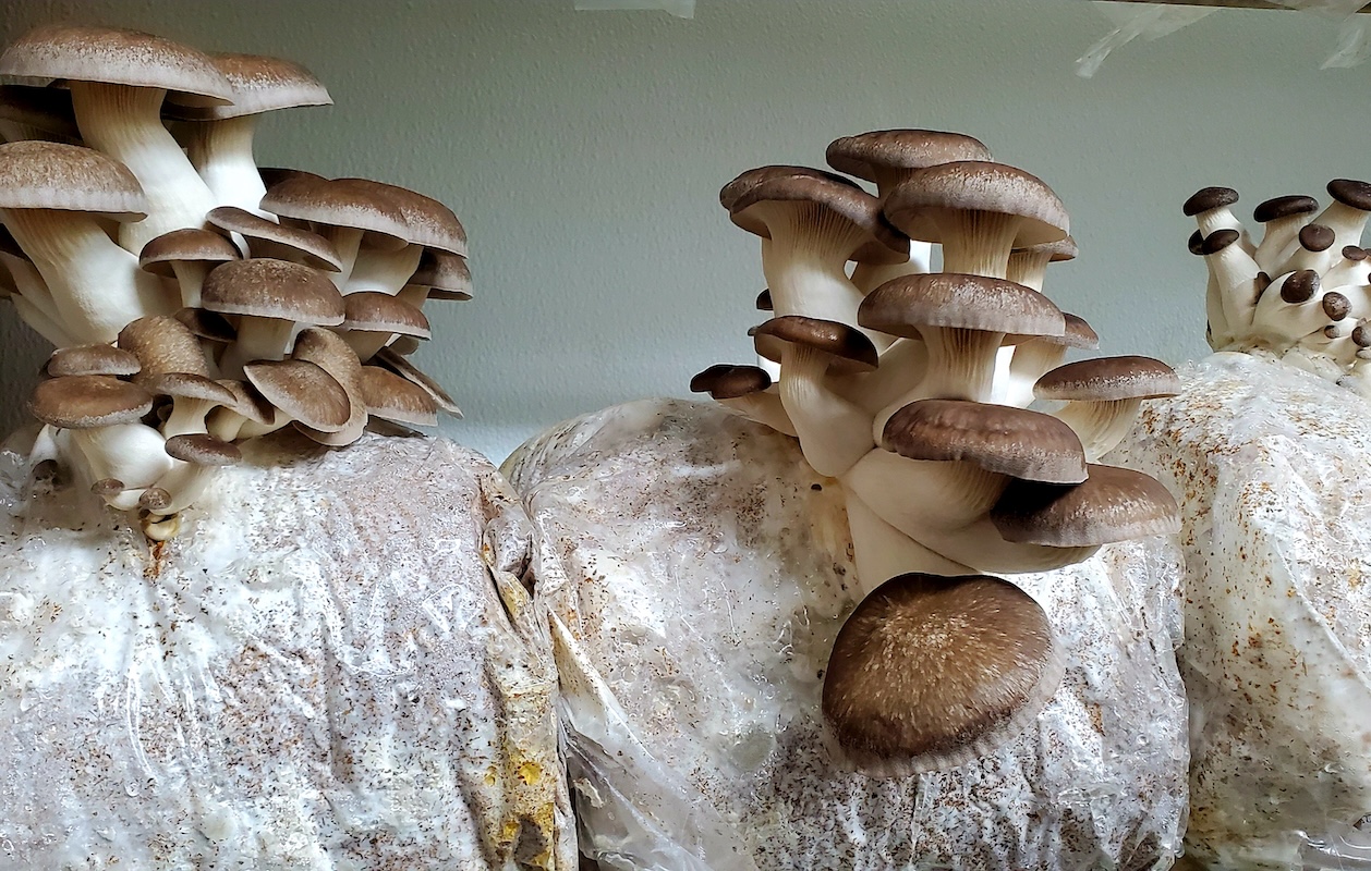 Trumpet mushrooms growing at Mile High Fungi. | Photo by Linnea Covington
