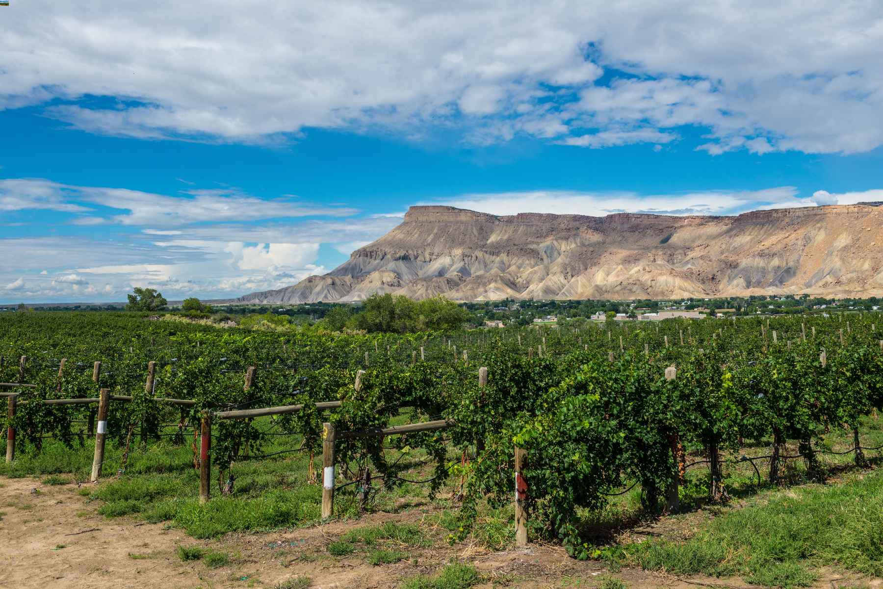 Rows of grape vines against blue skies and tabletop mesa in Palisade, Colorado, home of the Ordinary Fellow winery.
