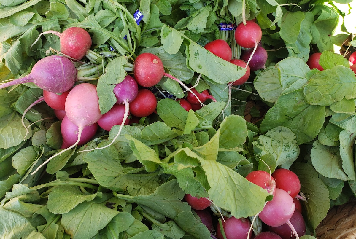Fresh radishes galore. | Photo by Linnea Covington