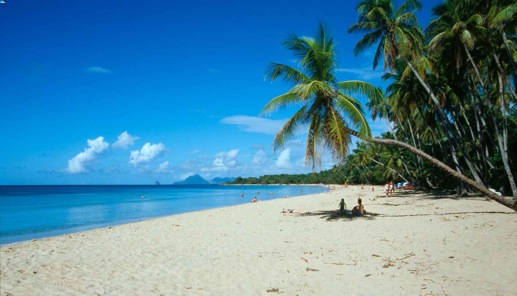 White sandy beach, green palm trees, and bright blue water and sky. Rum on the beach.