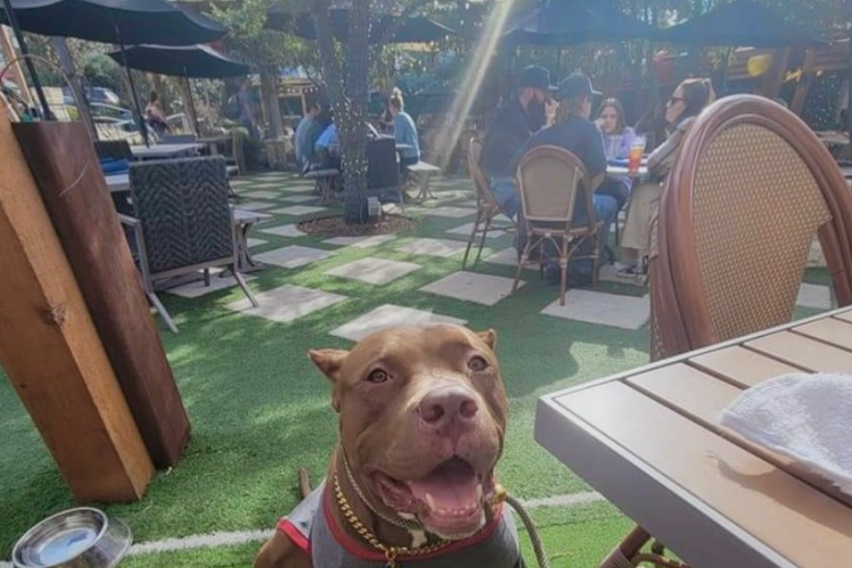 - DiningOut Dog-friendly patio at Smoky Rose with artificial turf, cozy tables, and groups of people enjoying food and drinks under string lights and umbrellas.