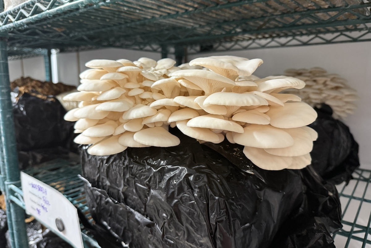 Fully fruited snow oyster mushrooms ready for harvesting and shipping at Cannolo Farms. | Photo by Antony Bruno