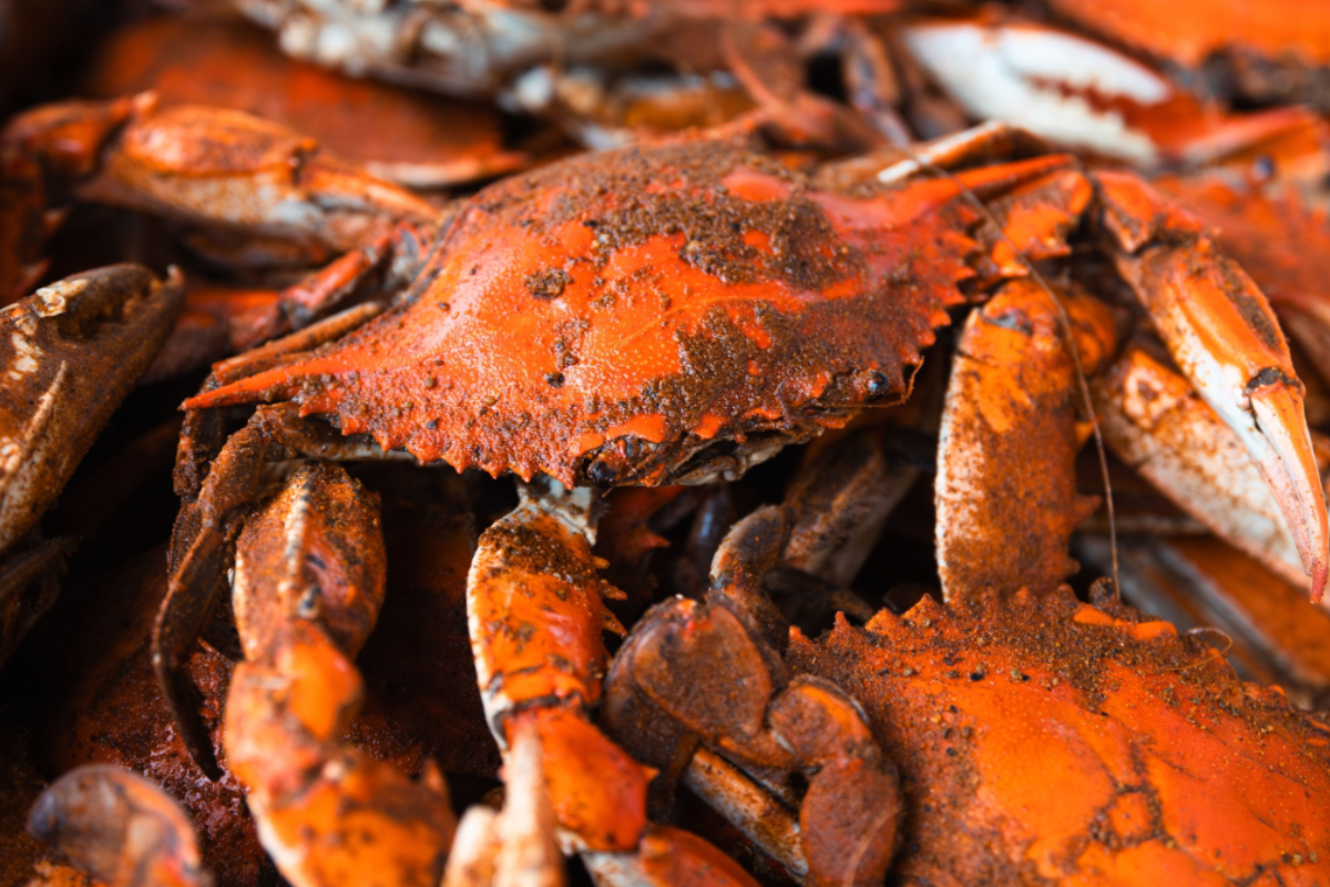 - DiningOut Close-up of seasoned steamed crabs with a bright orange shell, coated in spices, stacked together and ready to serve at a seafood boil or crab feast.