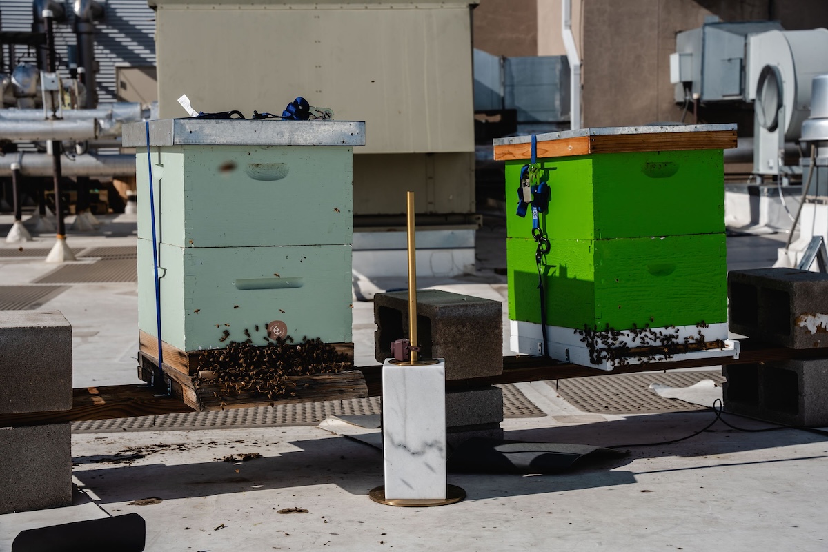 Bee hives on the roof of the Hotel Clio. | Photo by Toro