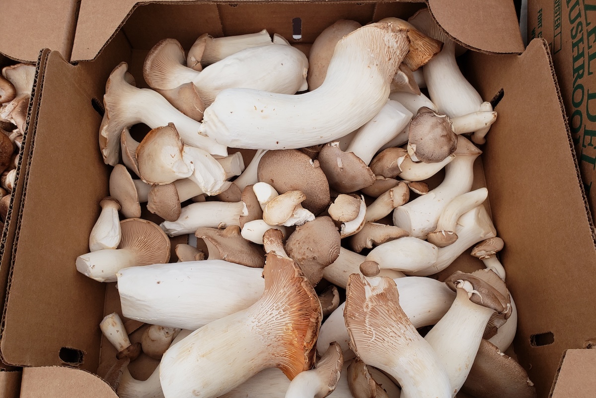 Trumpet mushrooms are grown on farms in Denver, and they taste great when grilled like a steak. | Photo by Linnea Covington