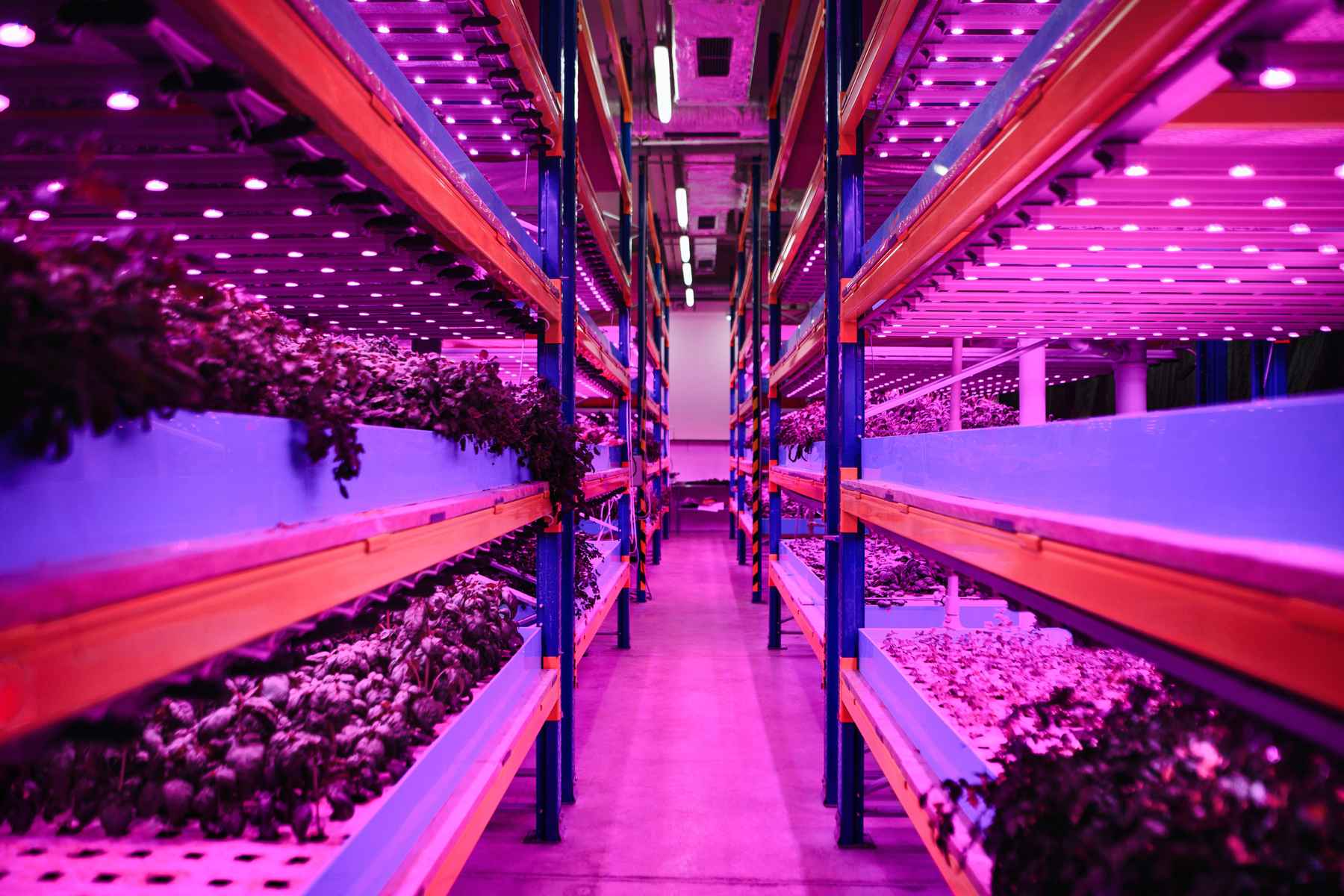 Tiers of greens in a hydropoonic farm lit by pink LED lamps.