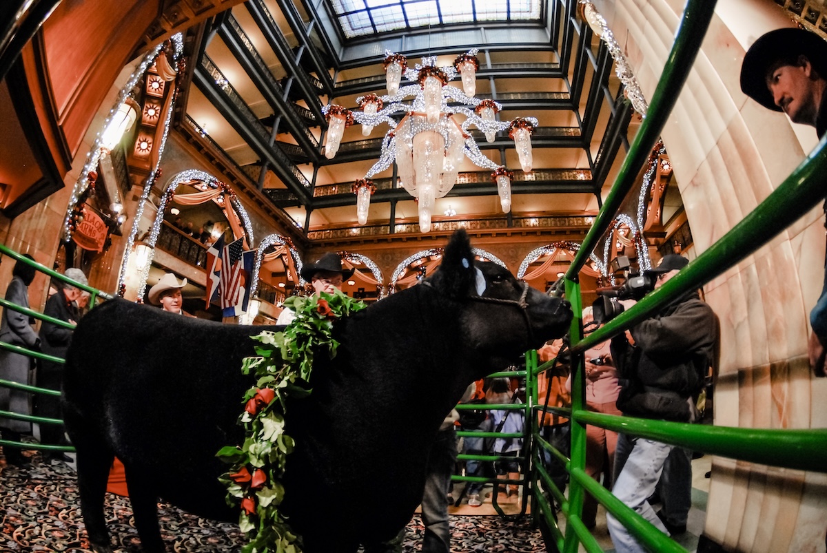 Visit the prize steer while having tea at the Brown Palace. | Photo courtesy of the Brown Palace Hotel and Spa