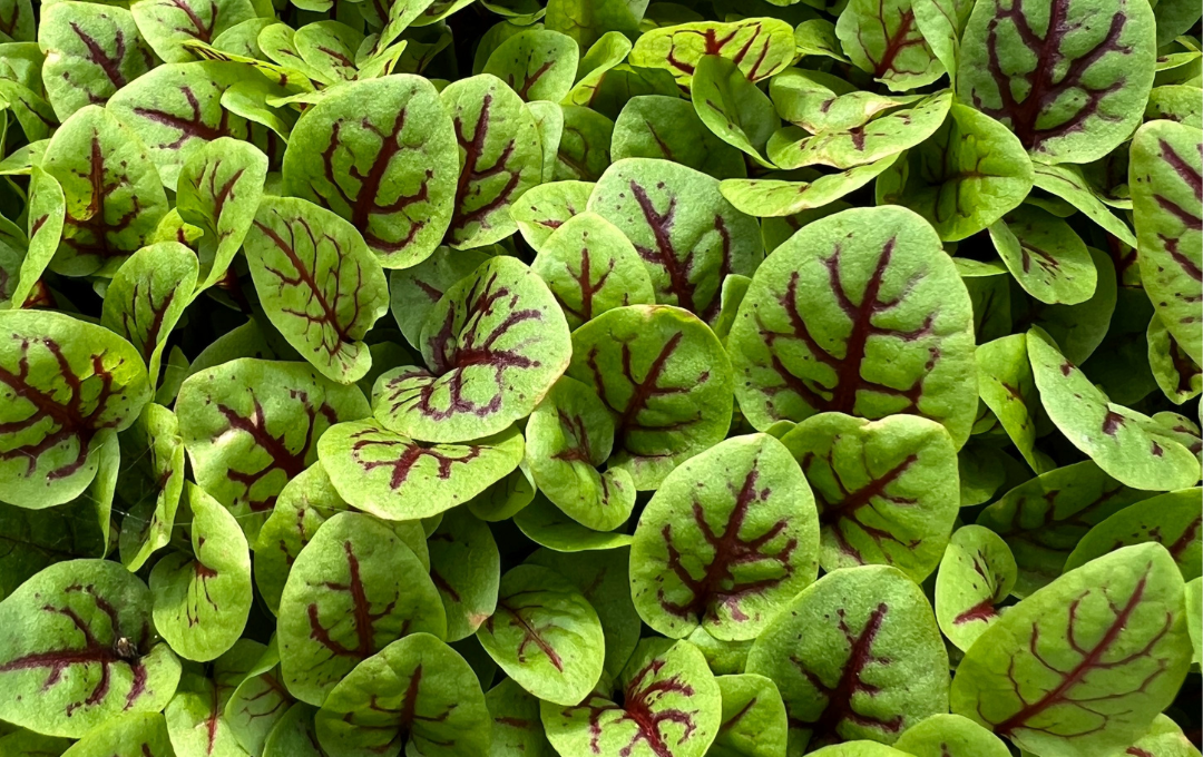 Harvey Park has a new farmers market coming. | Photo courtesy of Rebel Farm