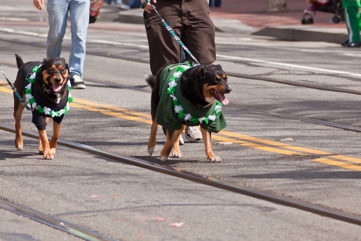 St_patricks_day_dogs_stock_by_melastmohican_ID_9036250 - DiningOut SAN FRANCISCO, CA, USA - MARCH 12: The 160th Annual St. Patrick's Day Parade, March 12, 2011 in San Francisco, CA, USA
BY: melastmohican
ID: 9036250