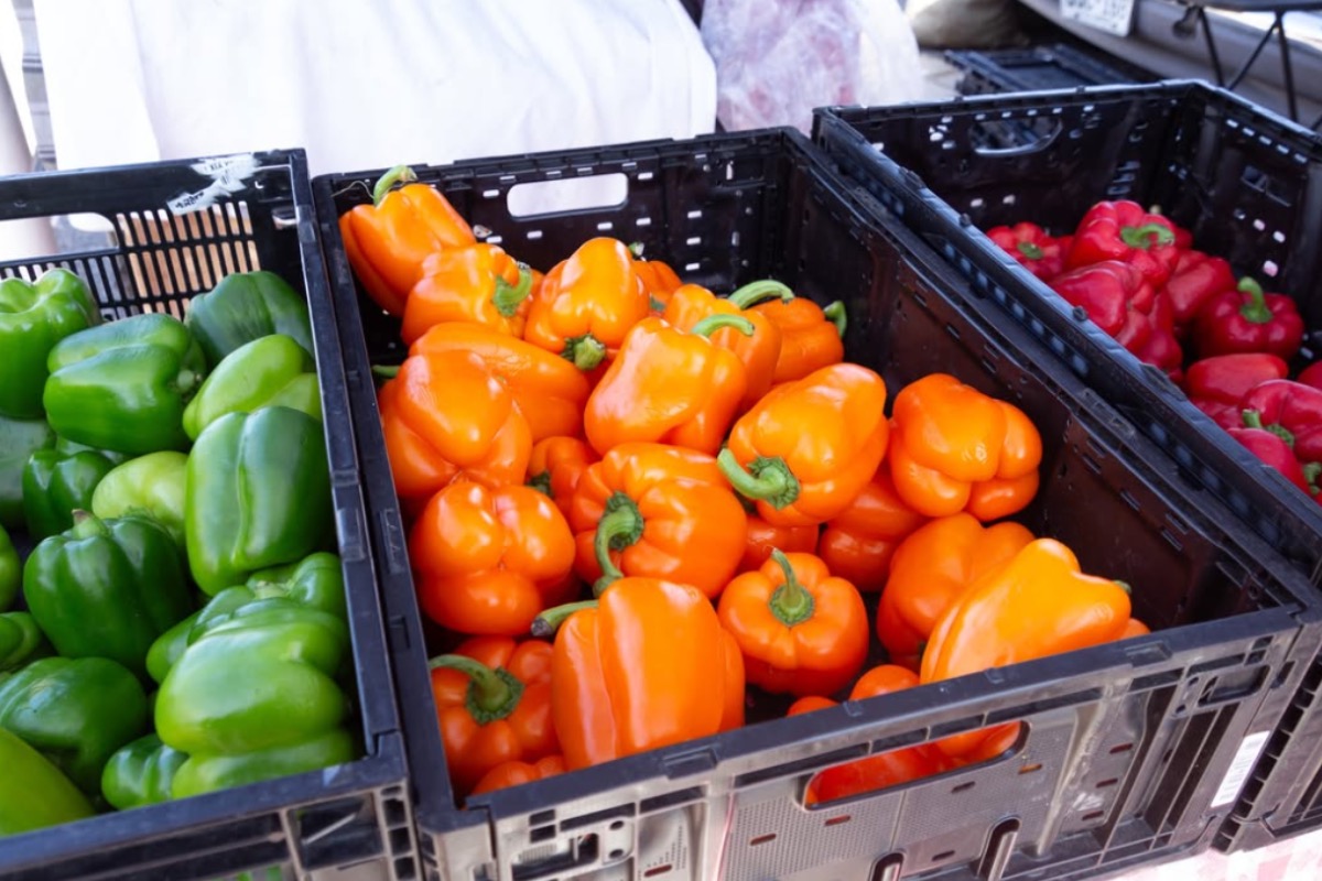 Crates overflowing with green, orange, and red bell peppers at a produce market stall.