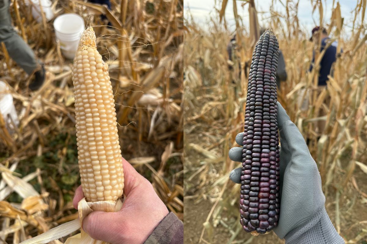 Chef Johnny Curiel is growing local, heritage corn for his new restaurant, Milpero. | Photo courtesy of Fonda Fina Hospitality