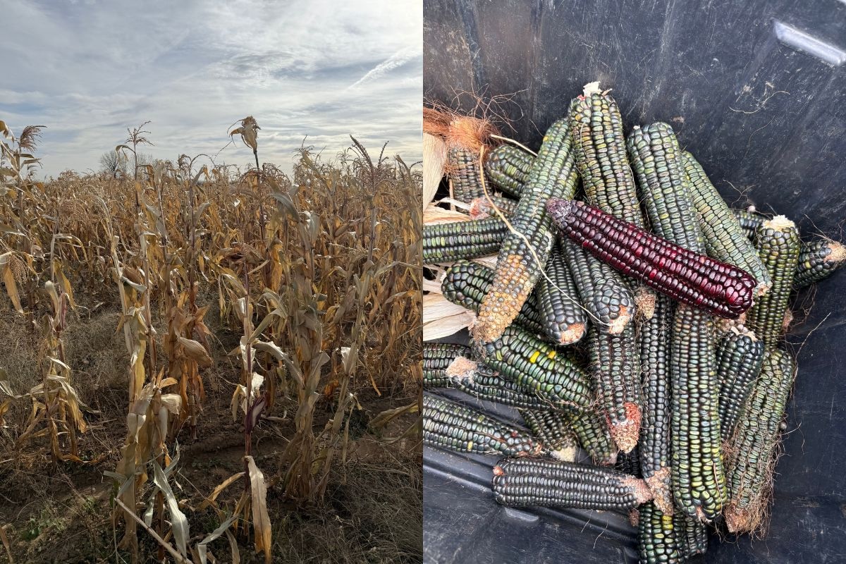 Some shots from Curial's recent corn harvest in Colorado. | Photo courtesy of Fonda Fina Hospitality 