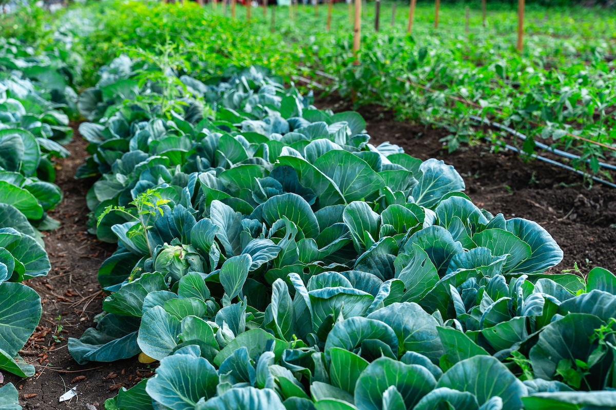 Rows of lush green cabbage plants growing in a soil bed on a farm site.