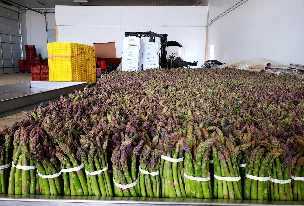 Kiowa Valley Organic grows tons of vegetables year round, but it's known for the asparagus. | Photo by Linnea Covington