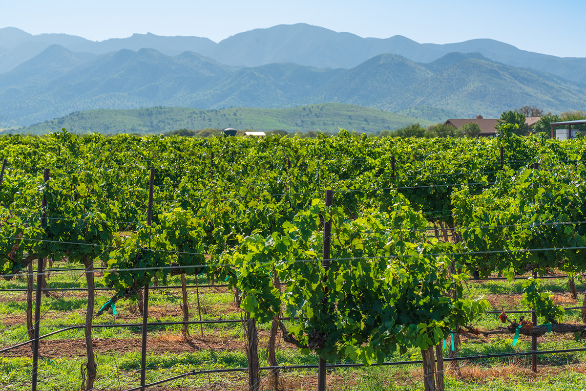 Great wine grapes grow in Arizona. | Photo courtesy of LDV Winery