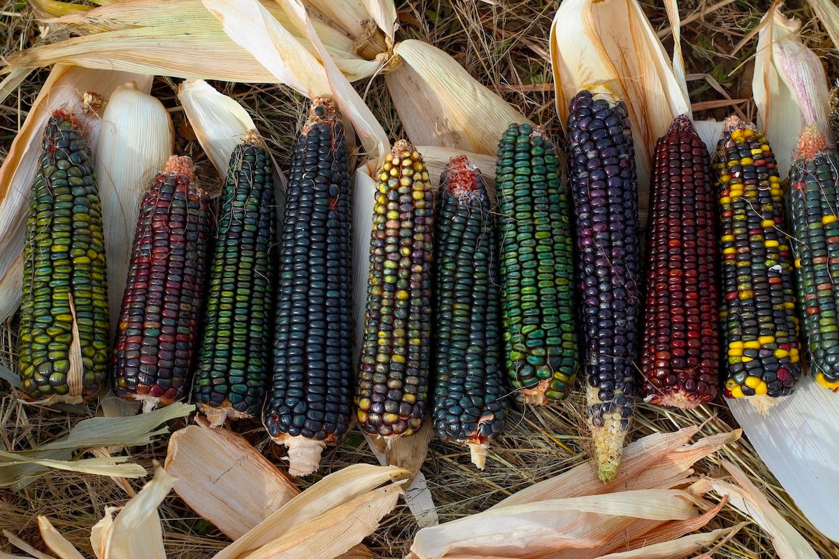 DEN_MASA_corn_harvest_by_Jimena_Zamora - DiningOut MASA corn harvest. | Photo by Jimena Zamora