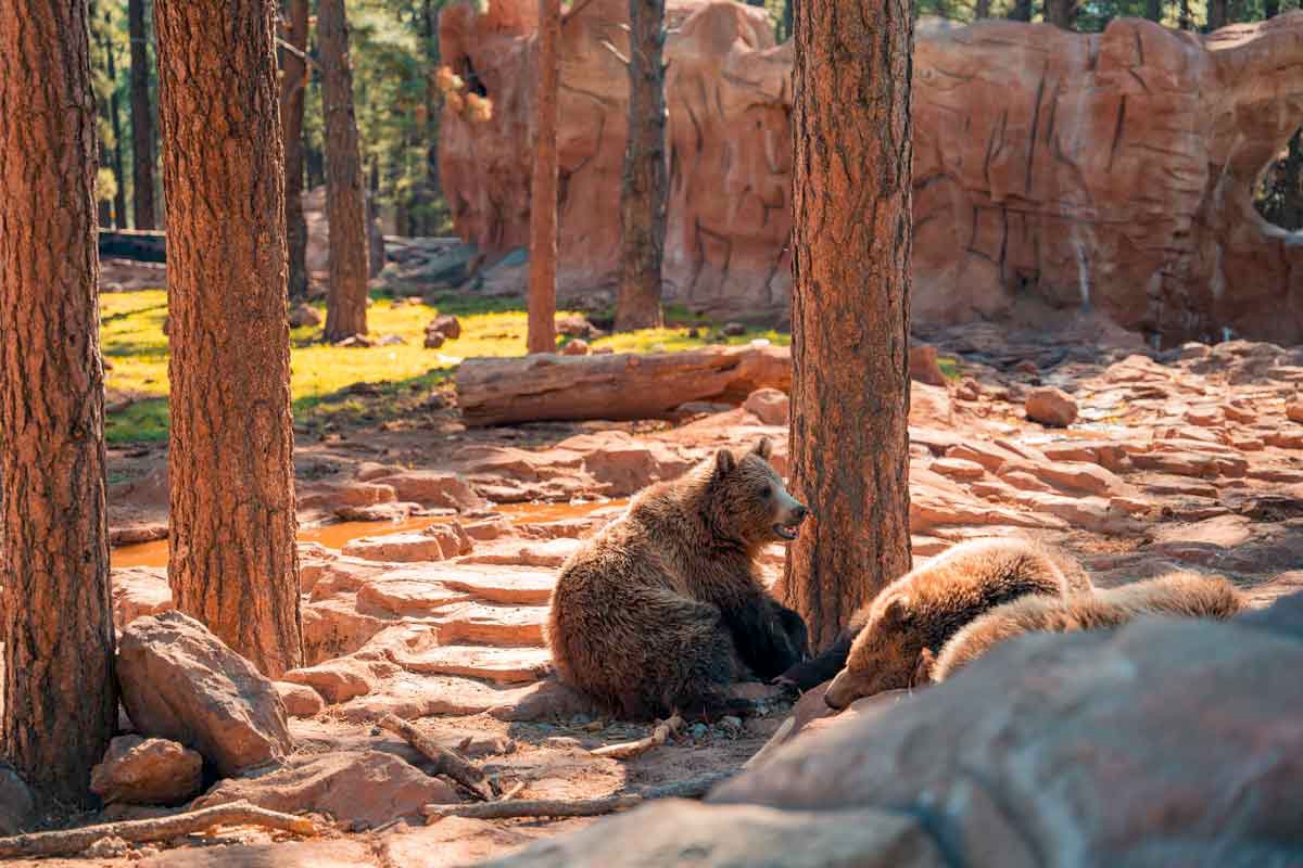 PHX_Animal_Restaurants_Bearizona - DiningOut Brunch with bears? Beer with bears? Why not go to Bearizona! | Photo courtesy of Visit Williams