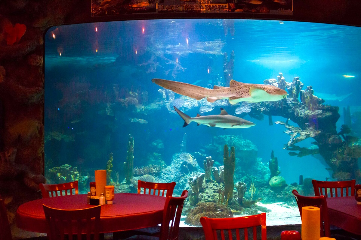 PHX_Animal_Restaurants_Dillons - DiningOut Visit the aquarium and have a great meal. | Photo courtesy of Dillions