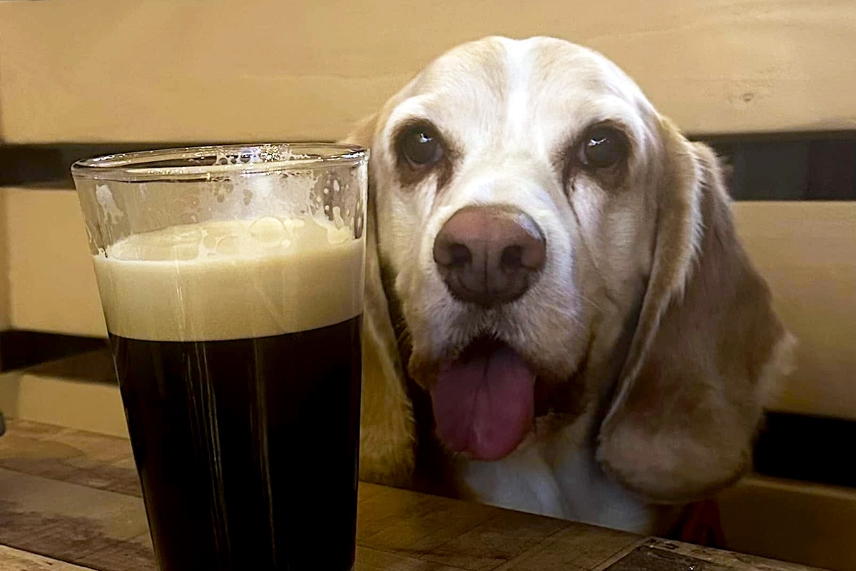 PHX_Animal_Restaurants_OHSO - DiningOut Beer with a Beagle at OHSO? Yes please. | Photo by Rebecca L. Rhoades