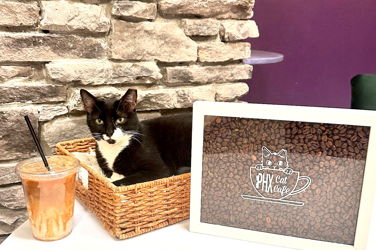 PHX_Animal_Restaurants_PHX Cat cafe - DiningOut Need a cat? We got you. | Photo courtesy of Phoenix Cat Cafe