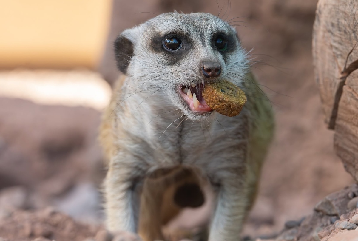 PHX_Phoenix azoo - DiningOut Enjoy food like this meerkat does, but with better eats. | Photo courtesy of Phoenix Zoo