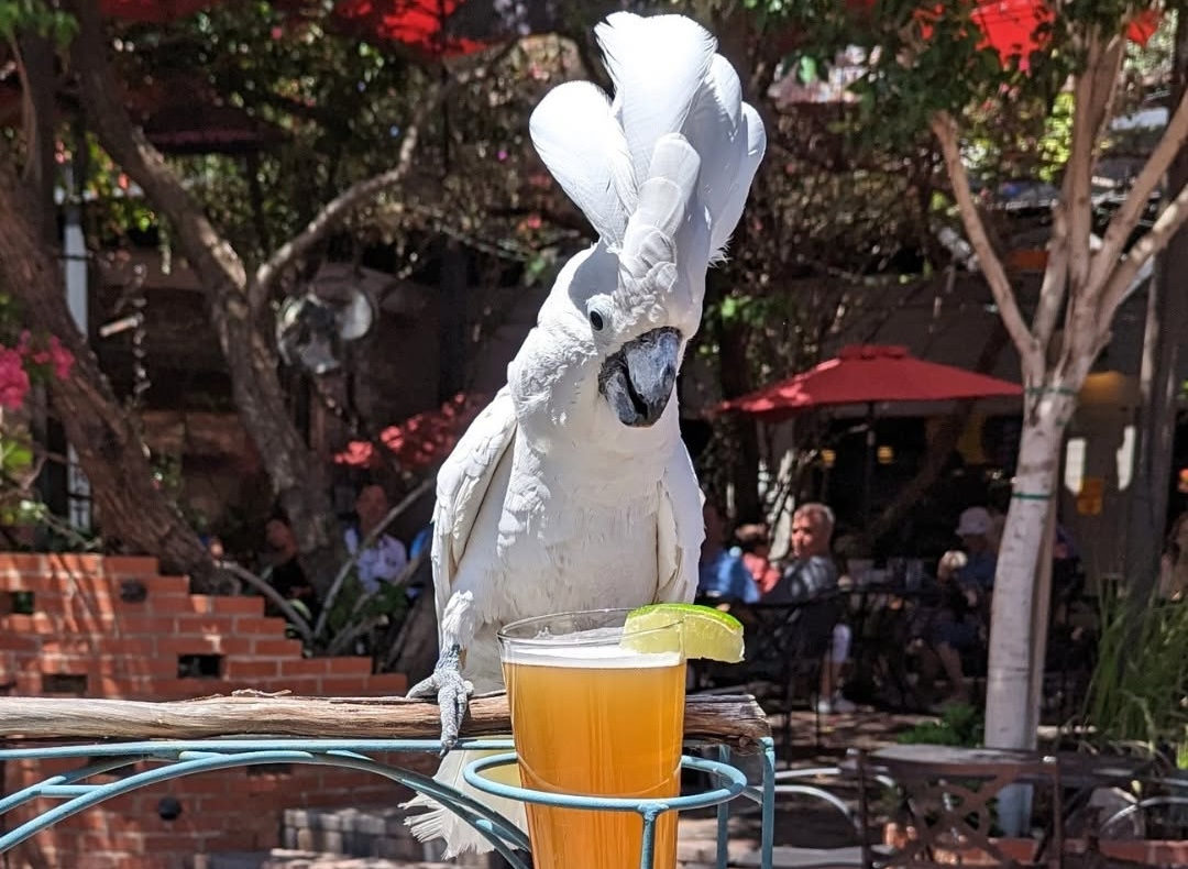 PHX_The Perch Brewery_bird beer dining - DiningOut Birds and beer? Yes please. | Photo courtesy of The Perch Brewery