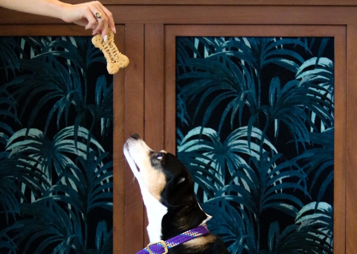 Hotel Clermont welcomes four-legged guests with complimentary Atlanta-made dog treats and plenty of pet-friendly hospitality. | Photo by Hotel Clermont