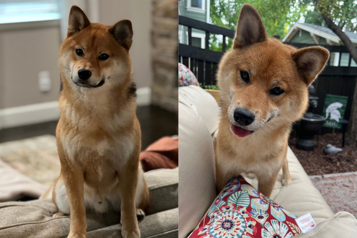 Meet the adorable Stanley Guzinski. | Photo courtesy of Kathryn Guzinski