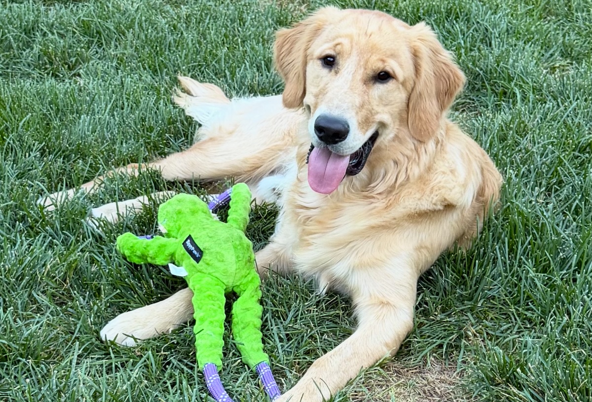 Lambeau, a pup from The Golden Mill. | Photo courtesy of David Brill