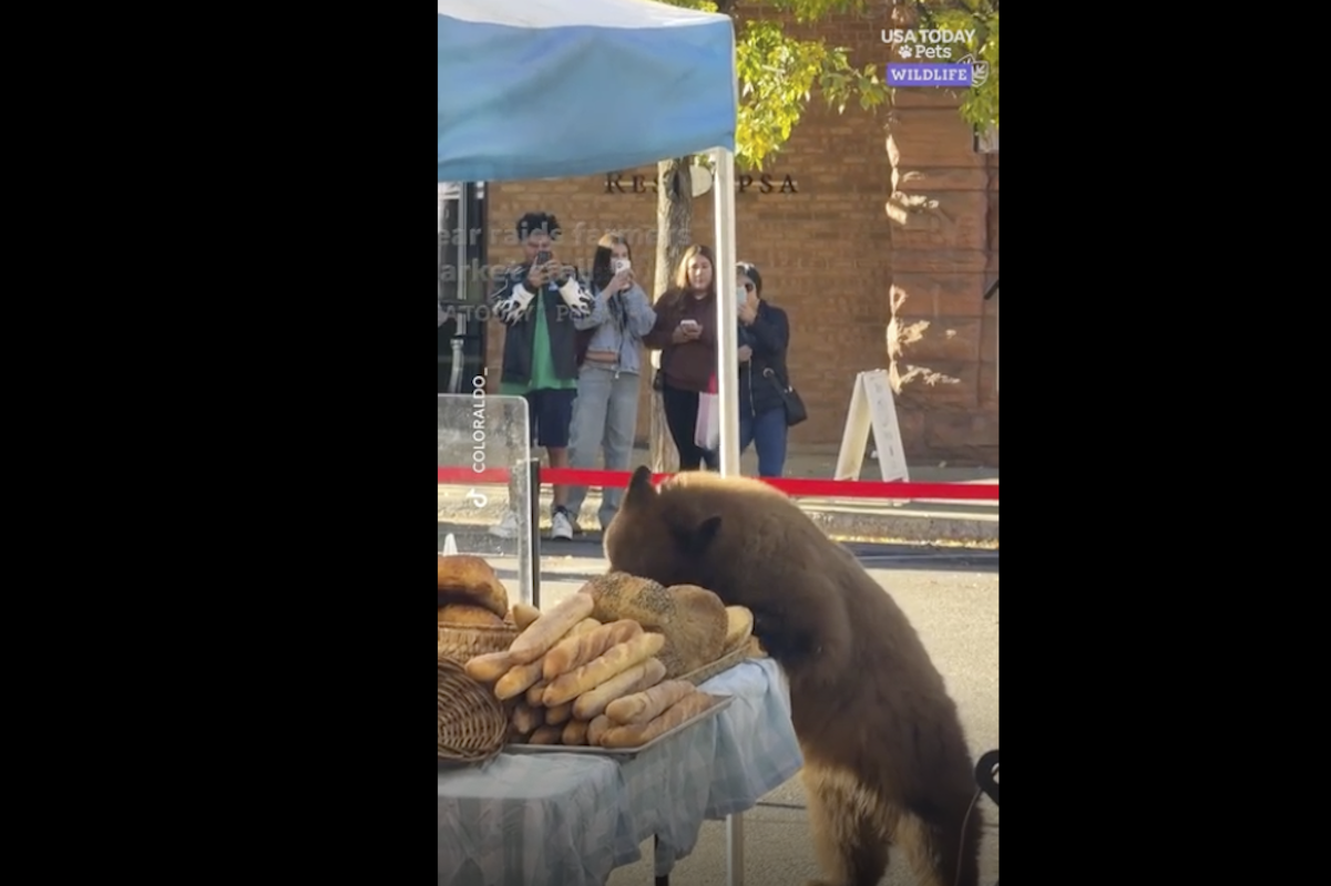 A screen shot from one of the many videos of the bear in Aspen eating bread.