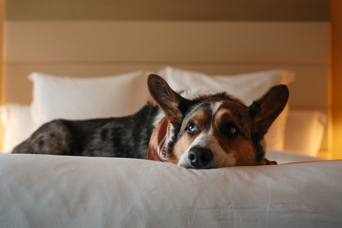 A pup gets cozy in bed at Four Seasons Hotel Atlanta, where pet-friendly perks make dogs feel right at home. | Photo by Four Seasons Atlanta