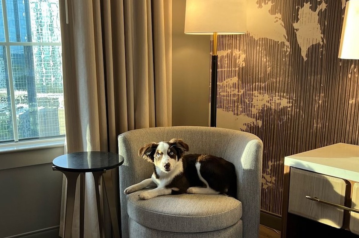 A four-legged guest settles into a room at Grand Hyatt Atlanta, where pups are treated to pet-friendly amenities in the heart of Buckhead. | Photo by Grand Hyatt Atlanta