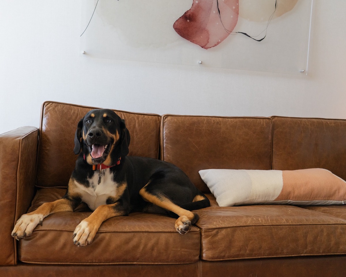 Hyatt Centric Buckhead Atlanta welcomes dogs with pet-friendly perks, including its own enclosed Centric Paws Park. | Photo by Hyatt Centric Buckhead Atlanta