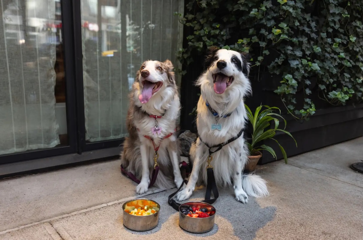 Come play and dine with all the cute dogs. | Photo courtesy of 1 Hotels