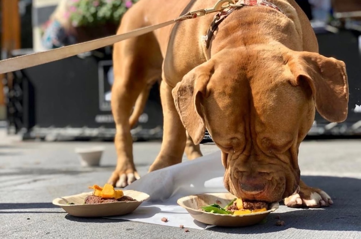Turns out there are some great places to eat and drink with your dog in NYC. | Photo courtesy of La Contenta Oeste
