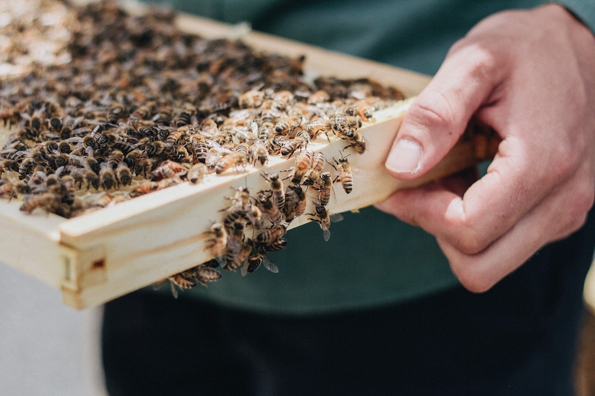 Honey bees lead the new menu. | Photo courtesy of Andaz Scottsdale