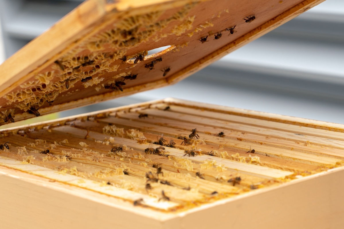 Time to indulge in the sweet life with honey bees. | Photo courtesy of Andaz Scottsdale