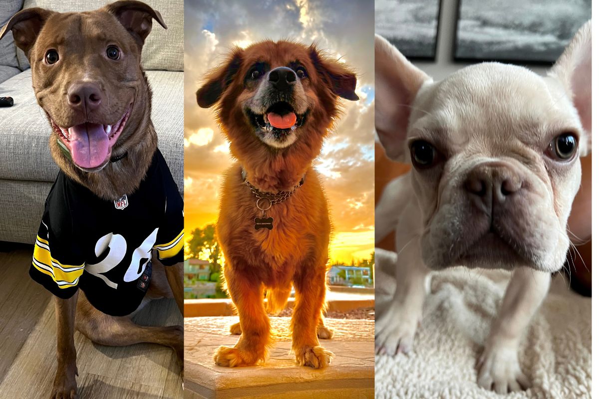 Meet the dogs behind the chefs, bartenders, and other hospitality pros in and near Phoenix.