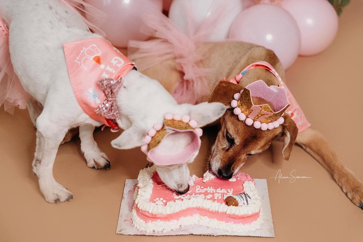 All pups deserve a bone-shaped birthday cake. | Photo courtesy of Smelly Dog Bakery