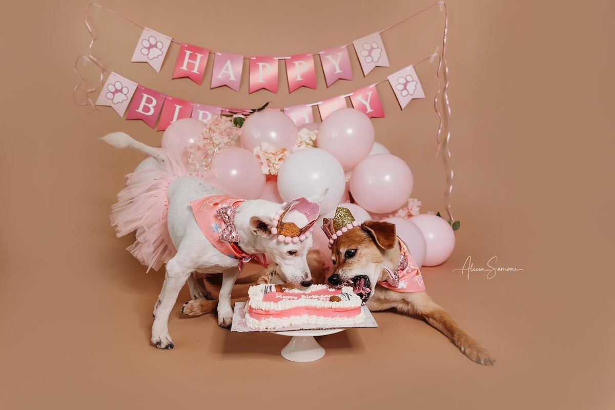 Two dogs sharing a birthday cake from Smelly Dog Bakery. | Photo courtesy of Smelly Dog Bakery