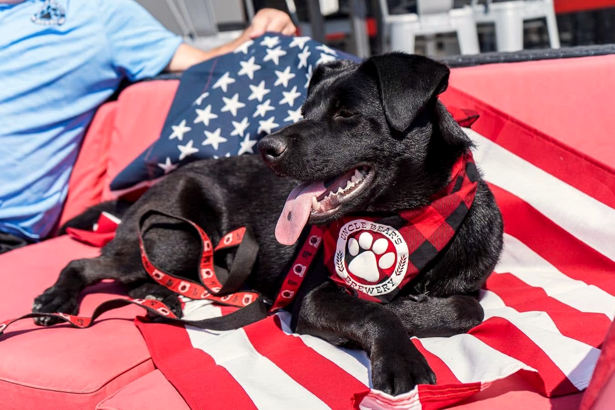 Todd Carey, founding owner of Uncle Bear's Grill & Taps and Brewery also has this cute pup named Uncle Bear the 2nd. | Photo courtesy of Todd Carey
