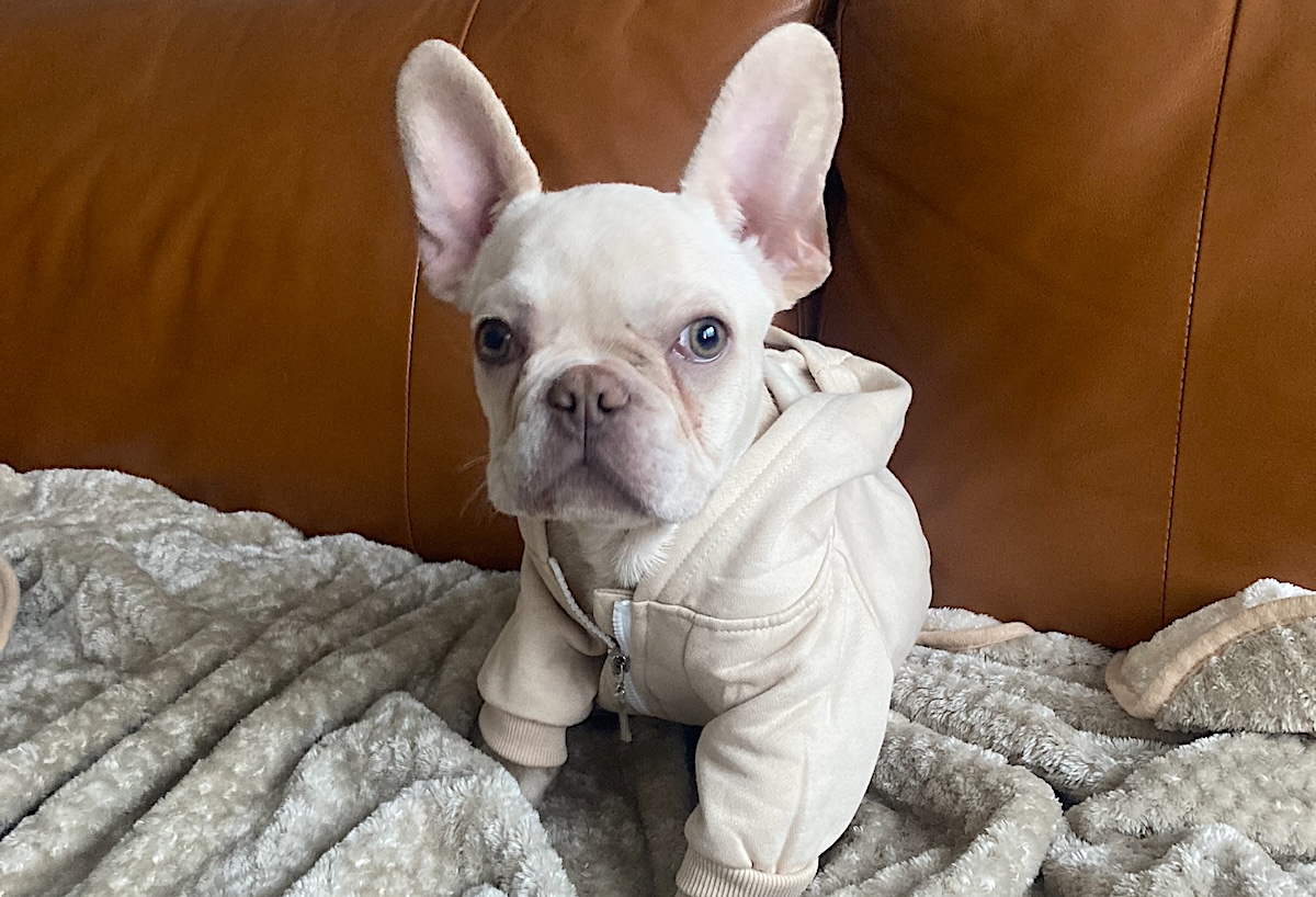 The adorable Loaf, overseen by Charles Malone, general manager at Dirtbag's Phoenix. | Photo courtesy of Charles Malone