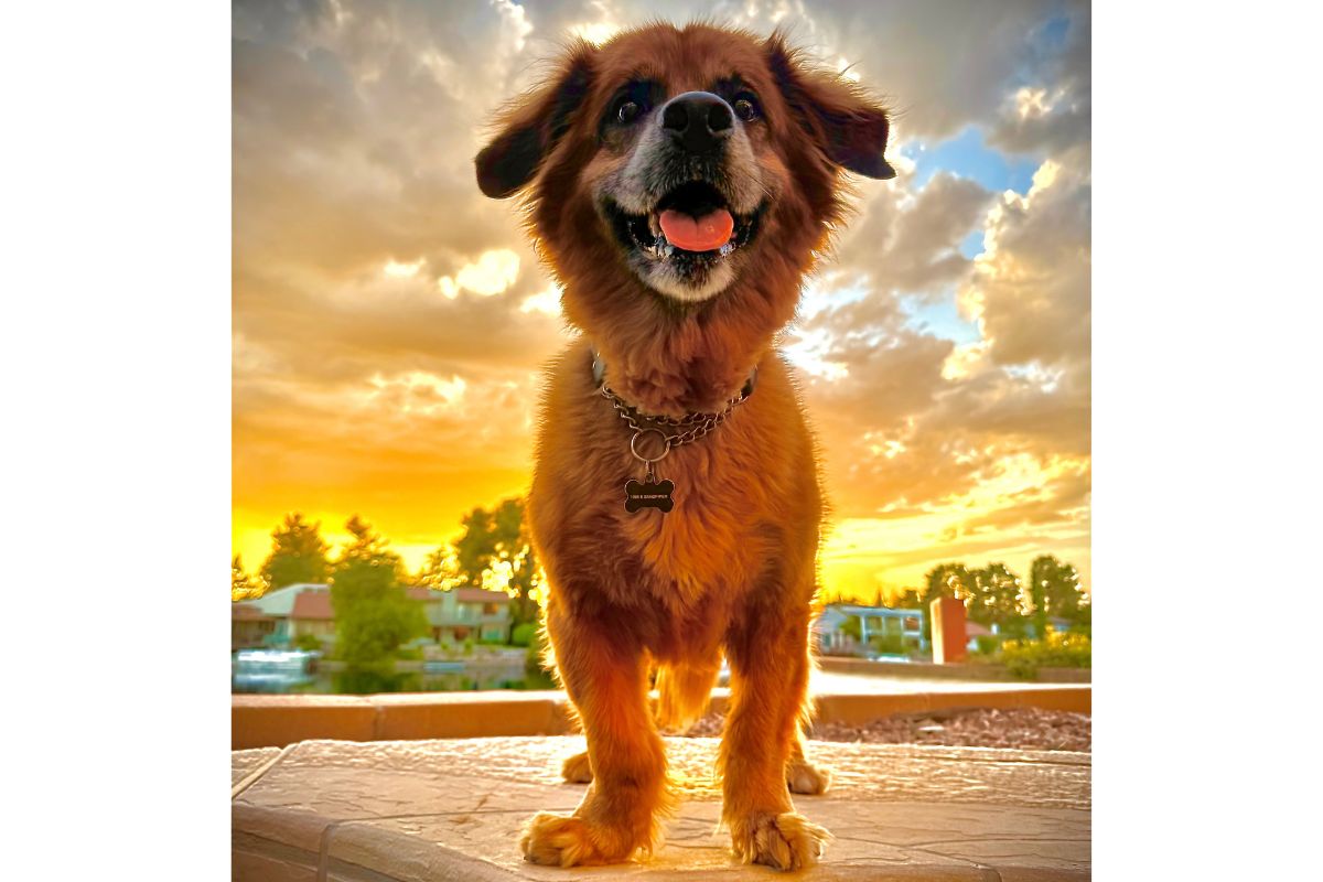 The adorable Barley, managed by Human: Julian Wright, founder of Pedal Haus Brewery. | Photo courtesy of Julian Wright