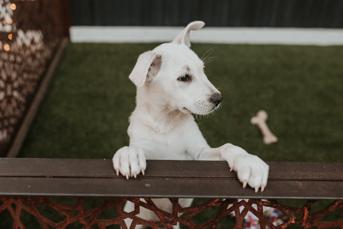 Pizza to the Rescue brings pizza and pups together. | Photo courtesy of Pizza to the Rescue
